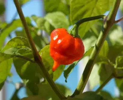 How Hot Is Chili Pepper