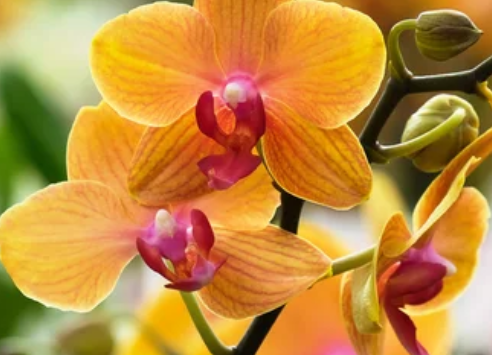 Orchids