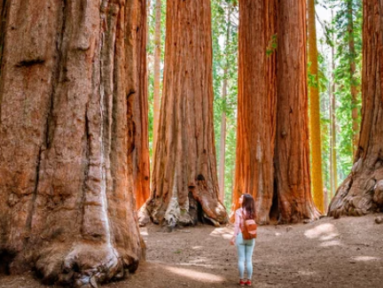 Redwood Trees