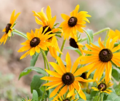 Rudbeckia