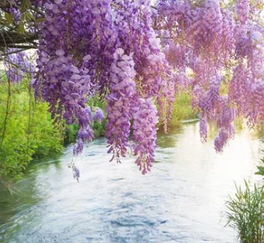 Wisteria Trees