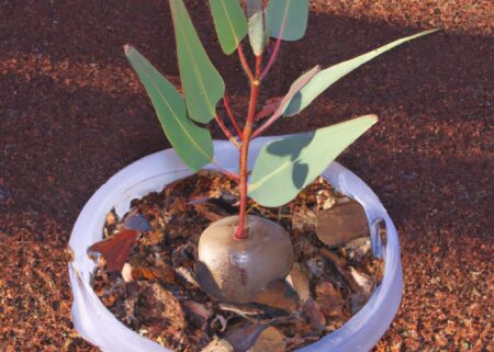 Growing Seeded Eucalyptus Trees