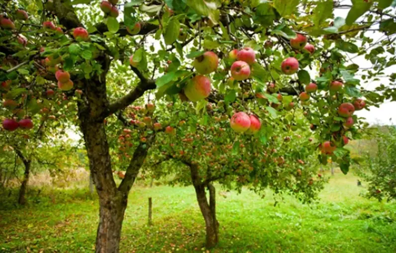 Best Place to Plant Apple Trees