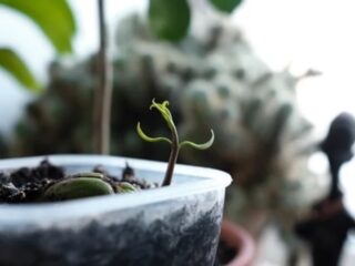 Sprouting Mango Seeds