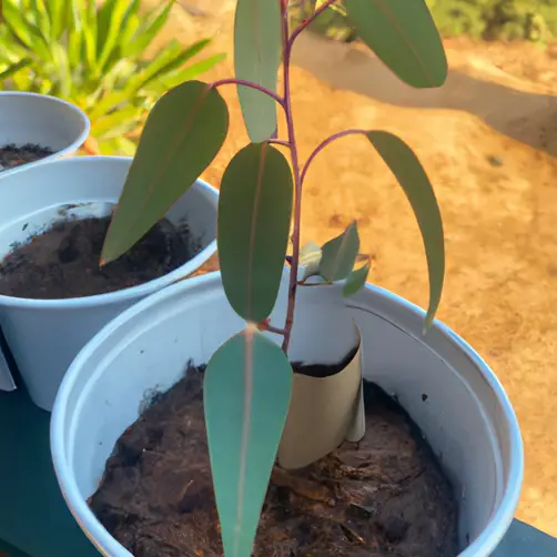 Growing Seeded Eucalyptus Trees From Seed