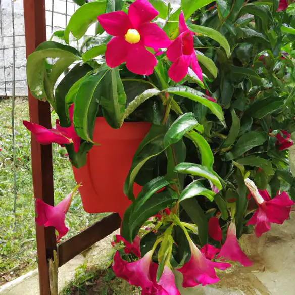 How To Grow Mandevilla Flowers