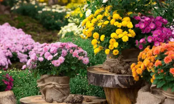 Choosing Between Garden Mums and Hardy Mums for Your Garden