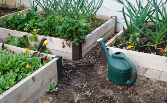 What to Plant in Your Raised Bed Garden