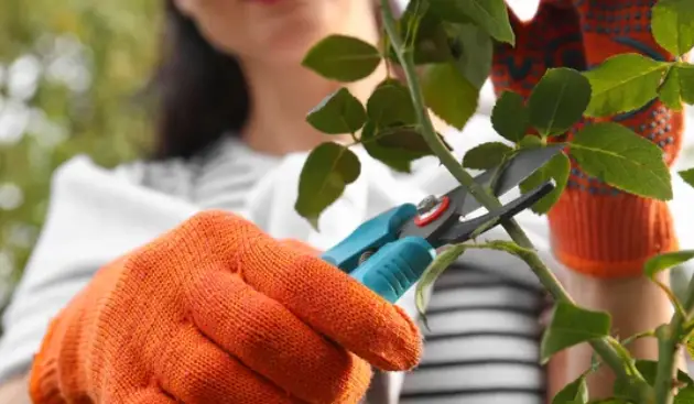 Prune Your Trees in Spring