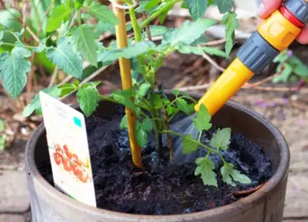 grow tomatoes in bucket