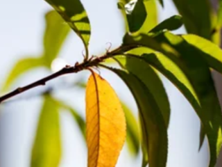 Peach Tree With Yellow Leaves