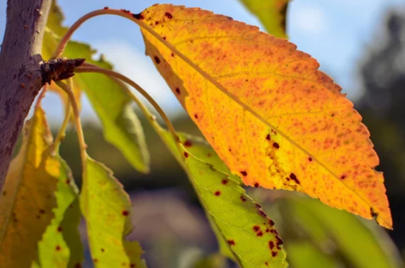  Peach Tree With Yellow Leaves