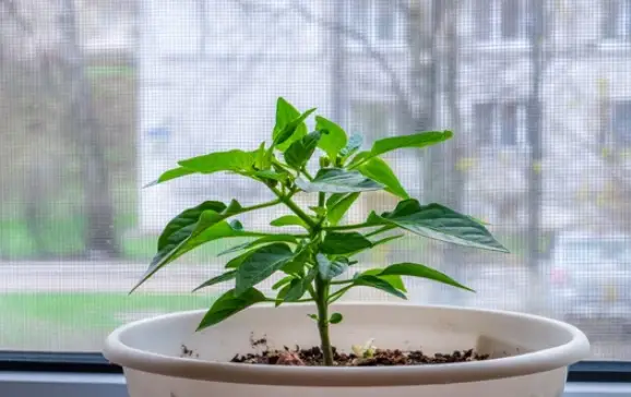 How to Plant Jalapenos