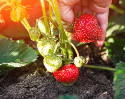 do strawberries grow on a bush