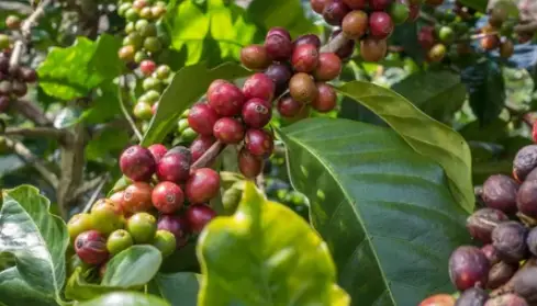 coffee growing region