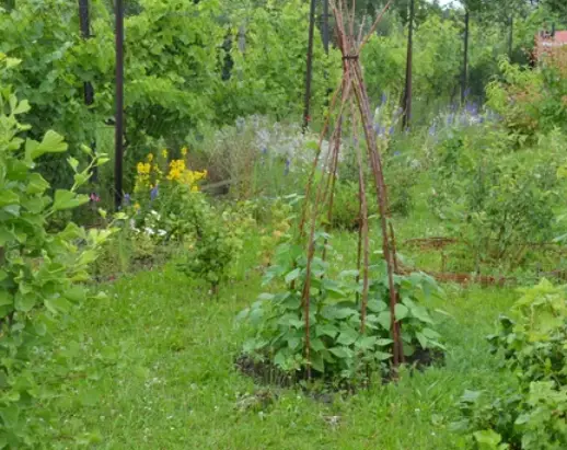 Dirtgreen.com - Everything Around The YardGrowing a Productive and Attractive Green Bean Teepee