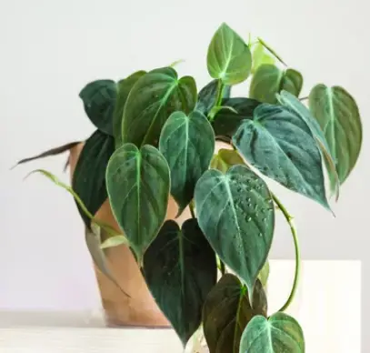 Philodendron Tree care