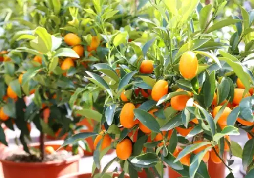 Growing and Caring for Calamondin