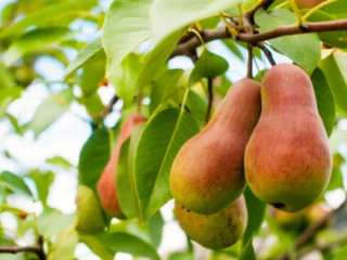 how to plant a pear tree