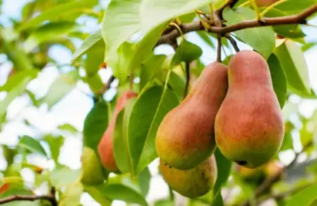 how to plant a pear tree