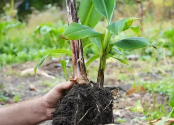 Pot Size and Soil For Banan Plant