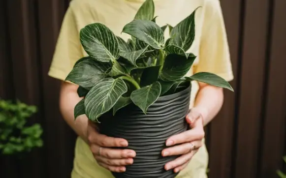 Dirtgreen.com - Everything Around The YardPhilodendron Tree Care: Tips and Techniques to Keep Your Plant Happy