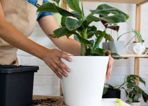 Growing Banana Plants in Pots And How To Care For Them