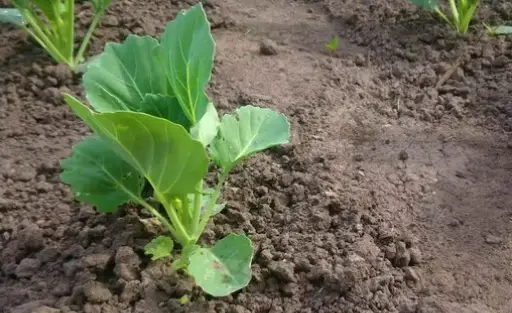 When to Plant Cauliflower Seeds