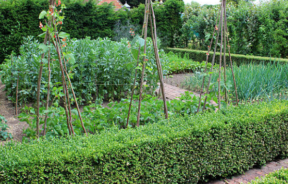 Growing a Productive and Attractive Green Bean Teepee