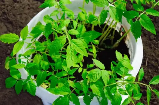 grow tomatoes in bucket