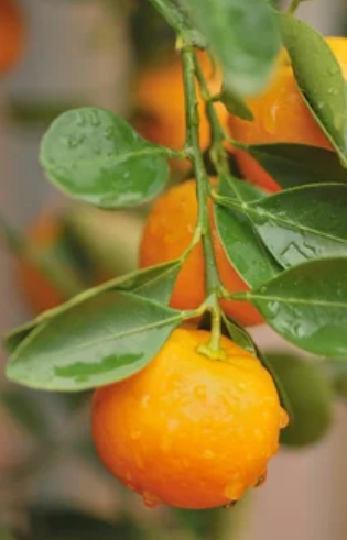 Growing and Caring for Calamondin