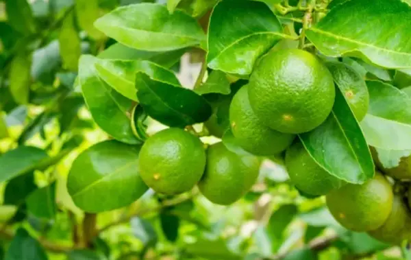 Growing Lime Trees from Seeds
