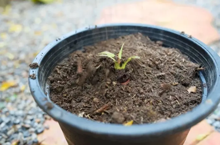 Growing Banana Plants in Pots