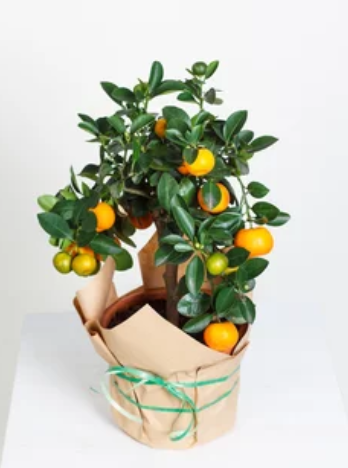 Growing and Caring for Calamondin