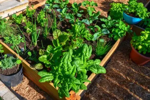 Dirtgreen.com - Everything Around The YardVegetable Garden What To Plant And How To Grow/Harvest Them