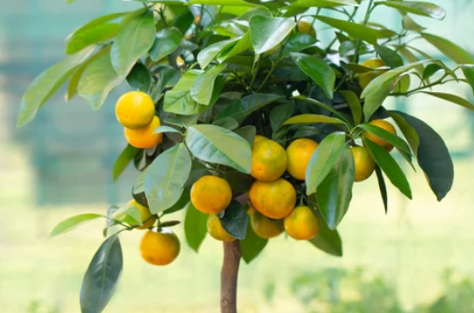 Growing and Caring for Calamondin