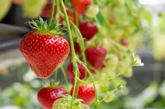 do strawberries grow on a bush