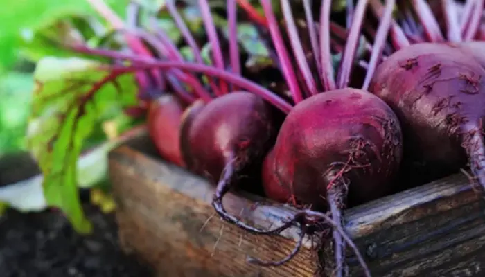 grow beets in containers