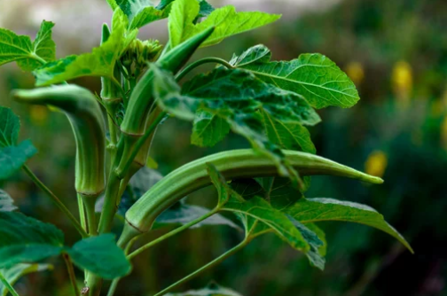 Okra Growing Conditions