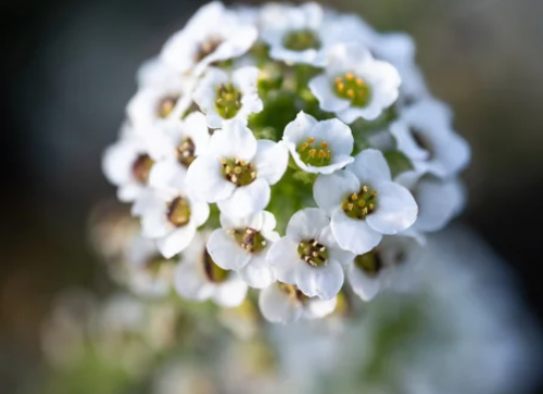 Alyssum