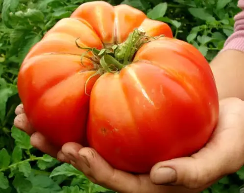 Dirtgreen.com - Everything Around The Yard15 Biggest Tomato Plants to Grow and Impress Your Friends