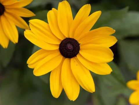 Black-Eyed Susans