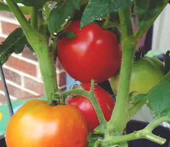 Champion Tomato Plant
