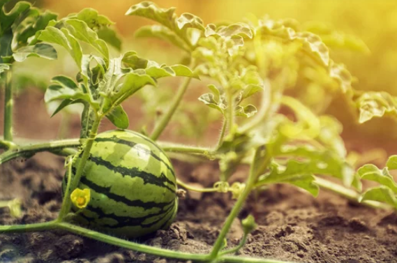 Growing Watermelon