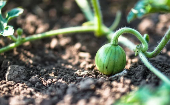 Growing Watermelon