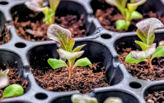 Why Lettuce Seedlings Fall Over: Understanding the Causes