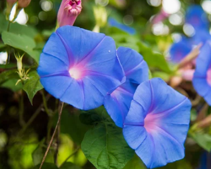 Morning Glories