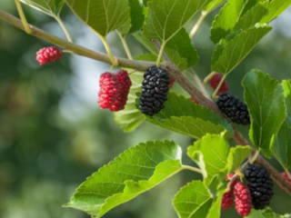 Fruit Trees That Take 2 Years to Grow