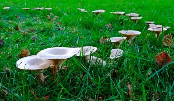 Dirtgreen.com - Everything Around The YardHow to Keep Your Lawn Healthy and Free of Mushrooms