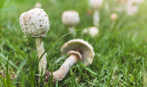 Mushrooms growing on grass